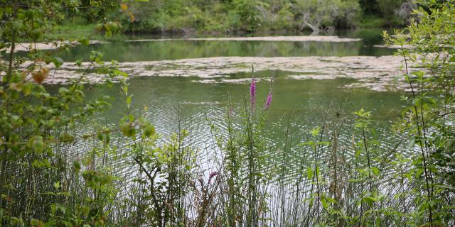 Etang de Puy-Blanc 0 cAMBES SUR LE SENTIER DES ARGILES