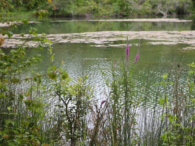 Etang de Puy-Blanc 0 cAMBES SUR LE SENTIER DES ARGILES