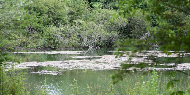 Etang de Puy-Blanc à Cambes sur le sentier des argiles