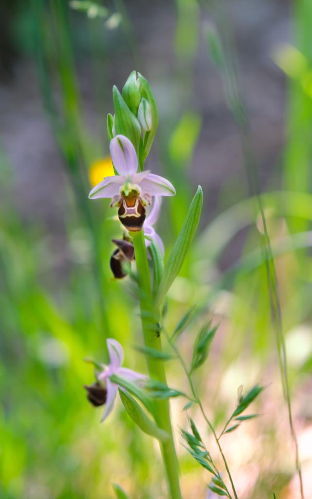 Orchidée sauvage typique des Causses du Quercy