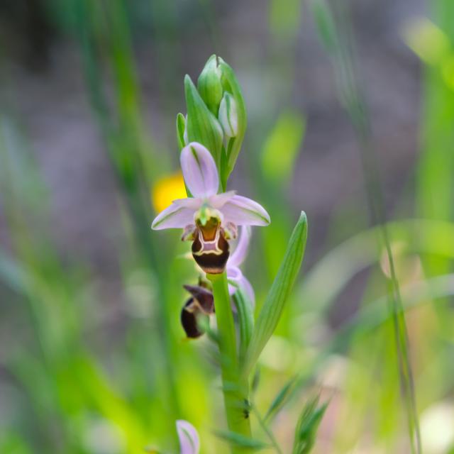 Orchidée sauvage typique des Causses du Quercy