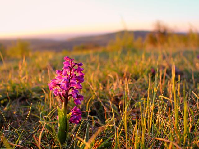Orchidée des Causses du Quercy, Géoparc Mondial Unesco, à Gréalou