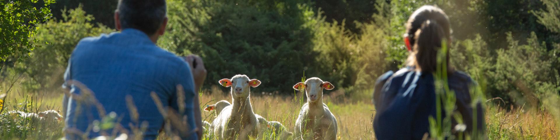 Brebis Caussenarde, dans les Causses du Quercy