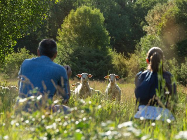 Brebis Caussenarde, dans les Causses du Quercy