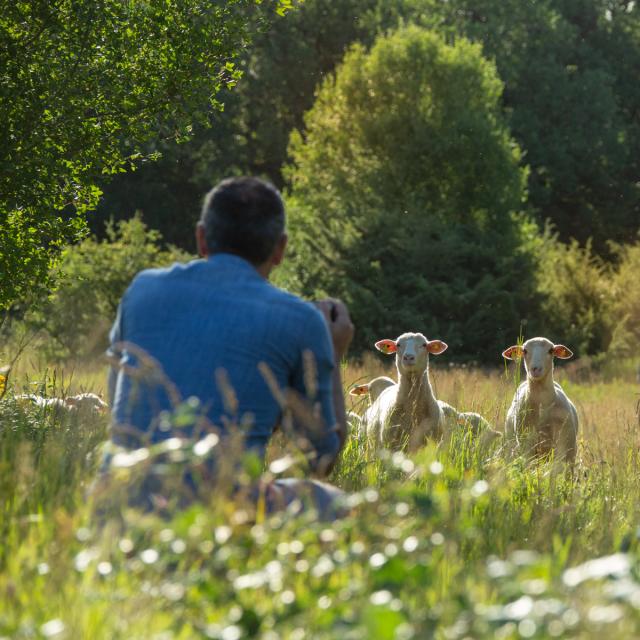 Brebis Caussenarde, dans les Causses du Quercy
