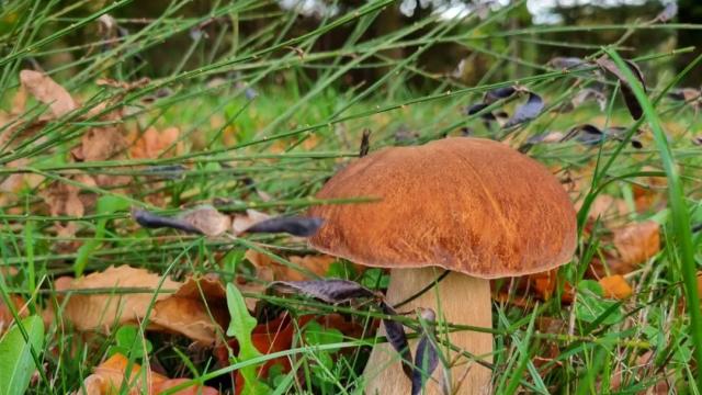 Champignon du Ségala