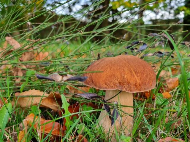 Champignon du Ségala
