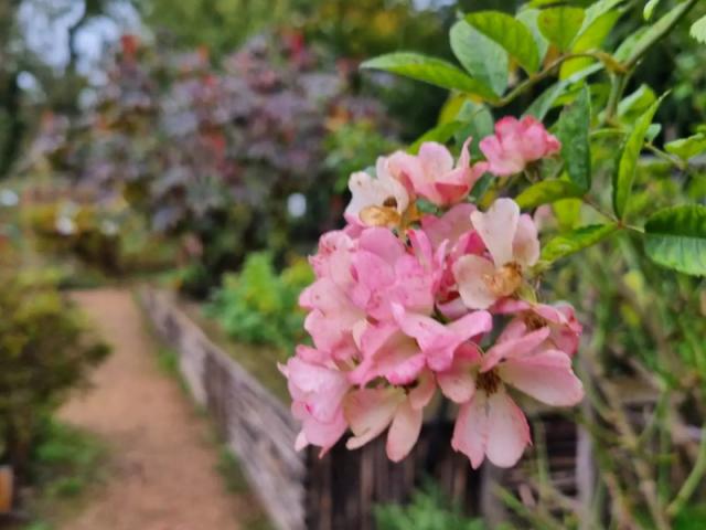 Fleurs jardin médiéval de Cardaillac