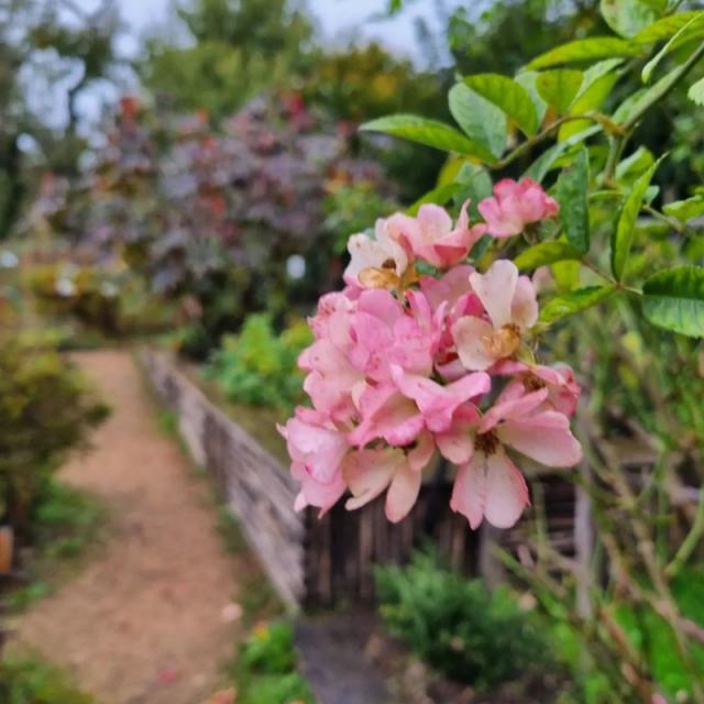 Fleurs jardin médiéval de Cardaillac