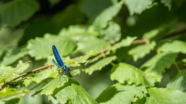 Libellule Posée