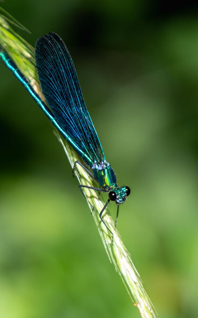 Libellule