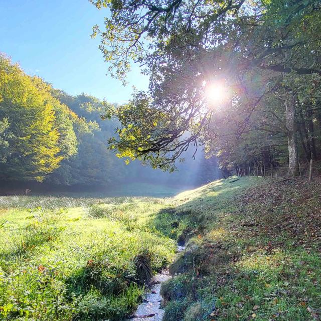 Champ ruisseau et forêt du Ségala