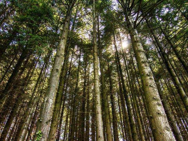 Forêt de résineux Ségala