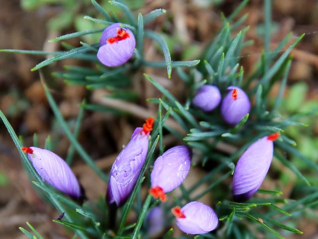 Crocus Saffron of Quercy