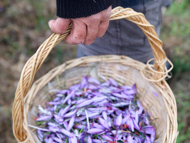 Crocus saffron basket