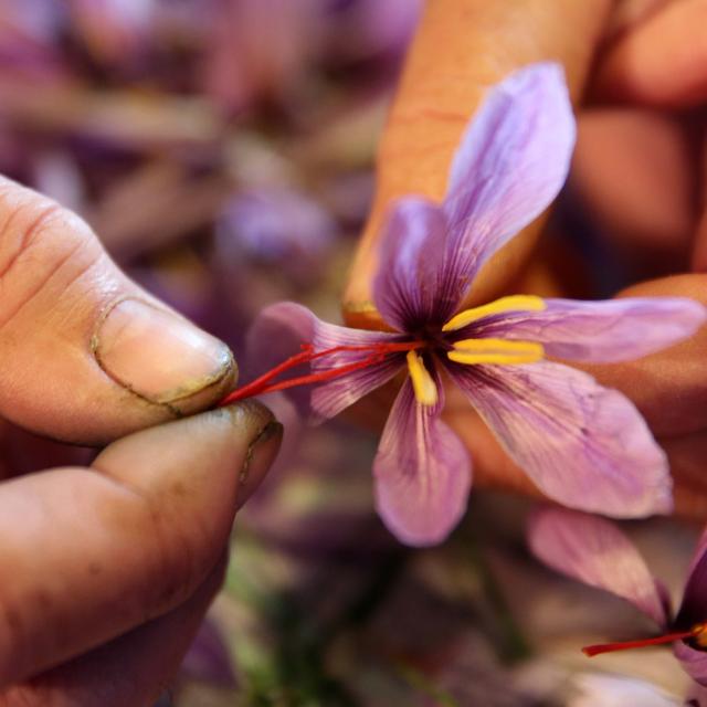 Saffron flower stigmas