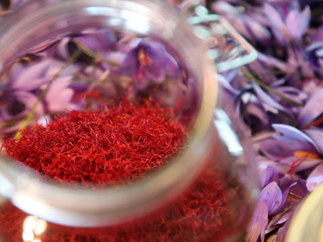 Saffron of Quercy