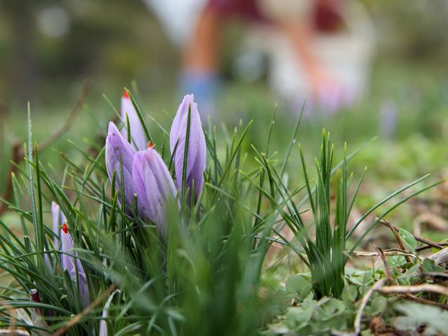 Saffron of Quercy