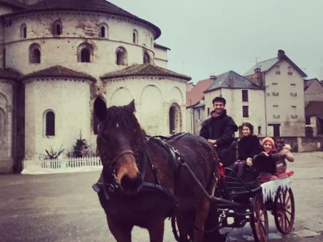 Draft horse and carriage