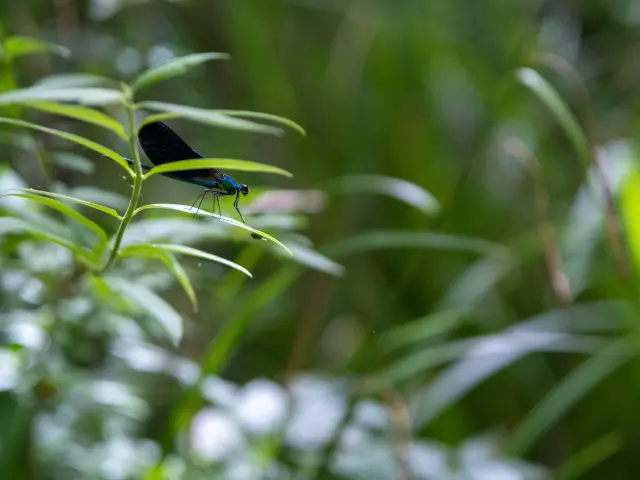 Jolie Libellule dans le ruisseau de La Grange du Héron