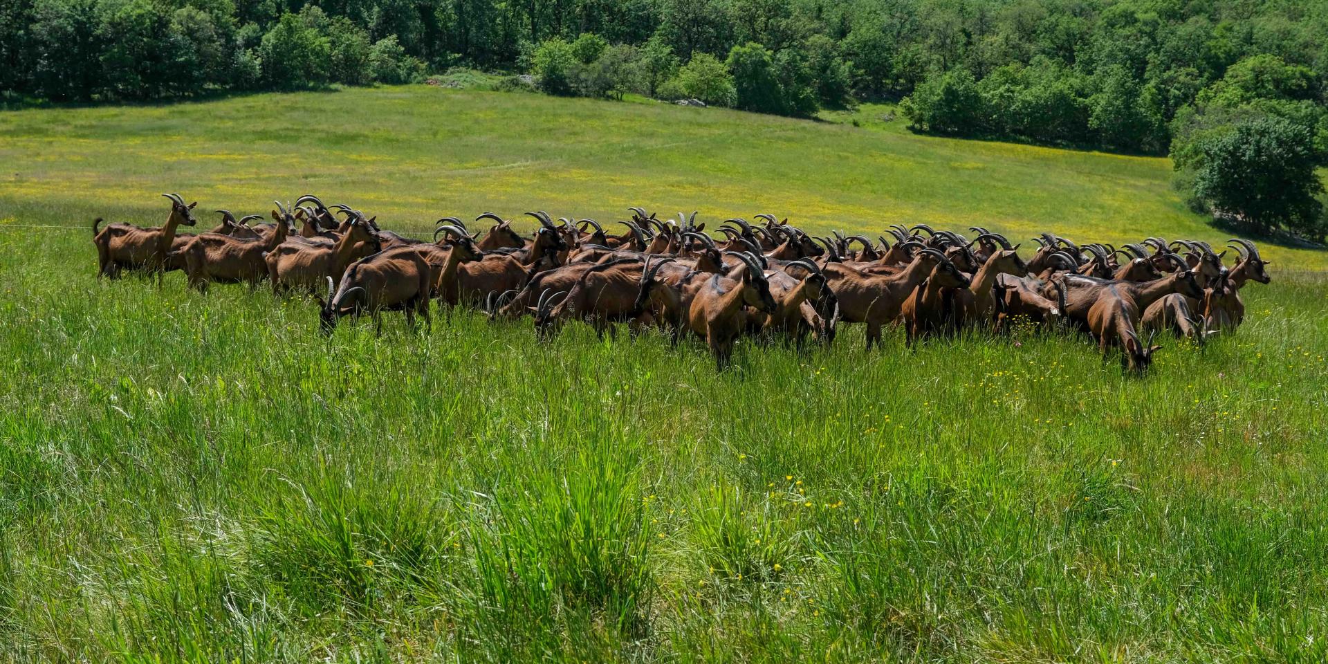 Troupeau de chèvres en train de paitre sur le causse