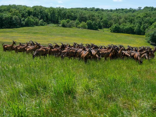 Troupeau de chèvres en train de paitre sur le causse