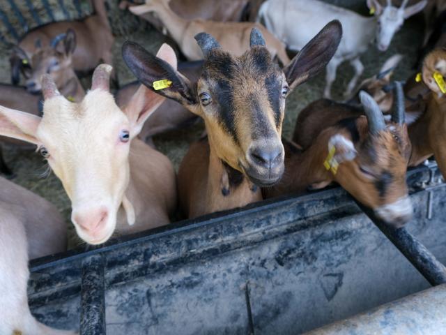 Goats farm of the Hulotte in Cajarc
