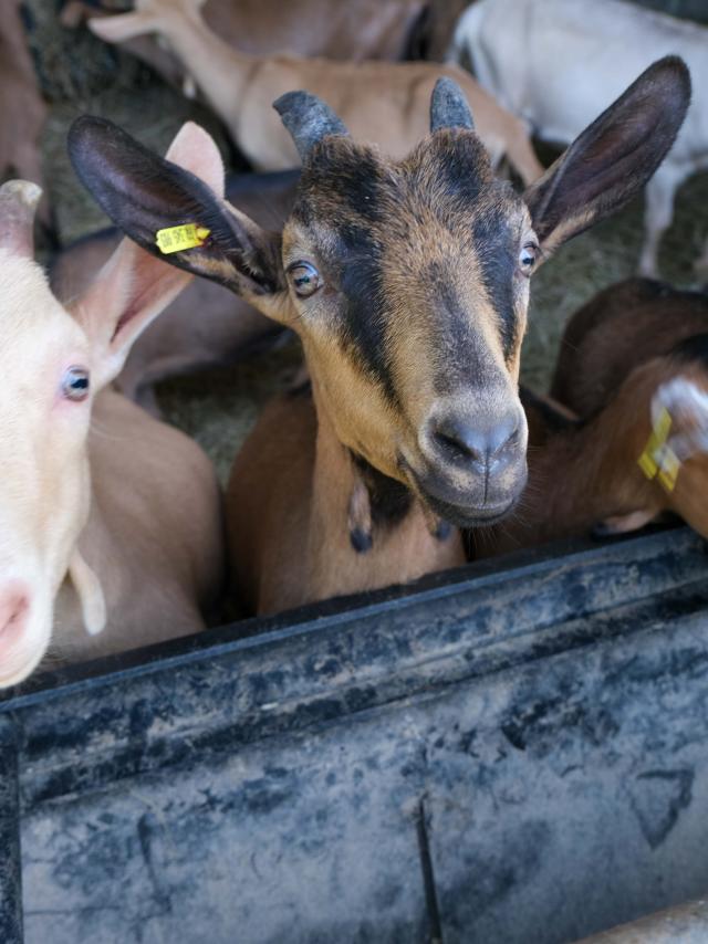 Goats farm of the Hulotte in Cajarc