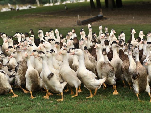 Duck farm in Puyjourdes