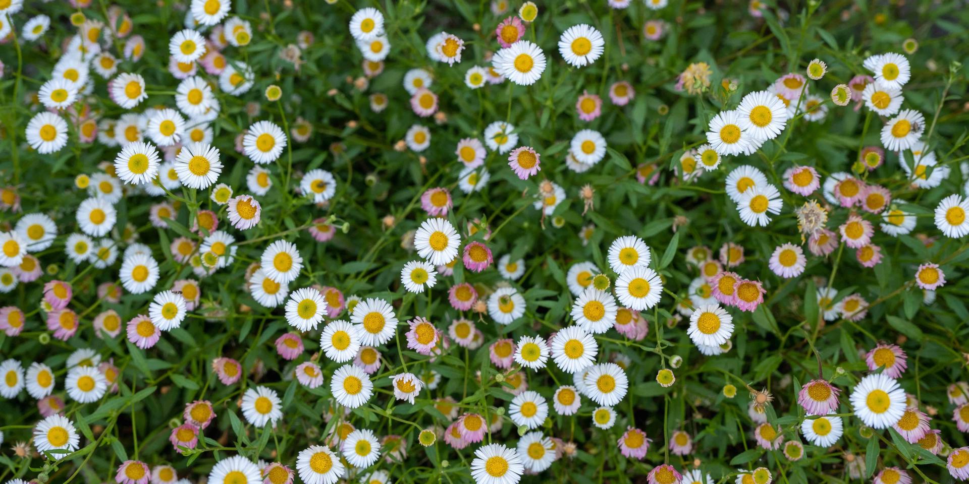 Fleurs © Otgf L.berton