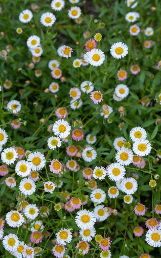 Fleurs © Otgf L.berton