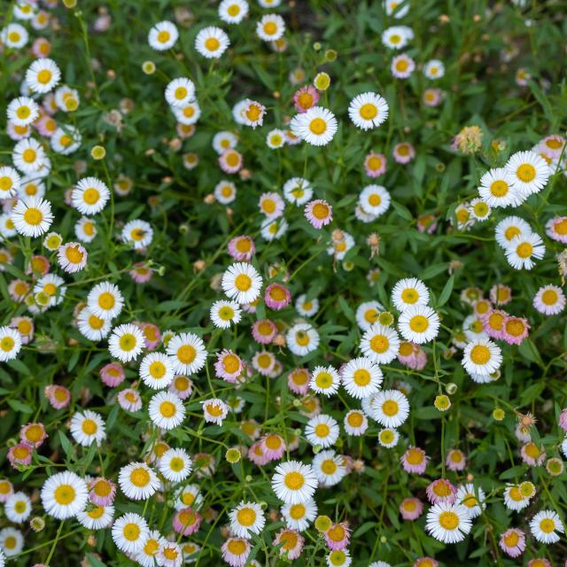 Fleurs © Otgf L.berton