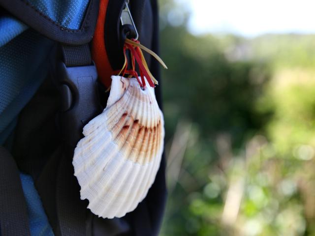 Coquille Saint-Jacques du pèlerinage