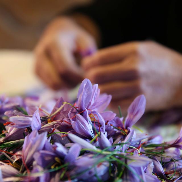saffron flowers
