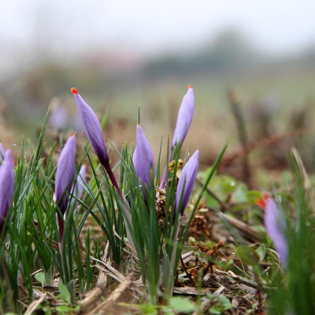 Crocus, saffron flower