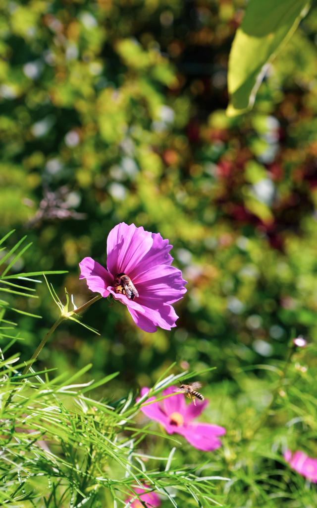 Flore du domaine de la Vinadie
