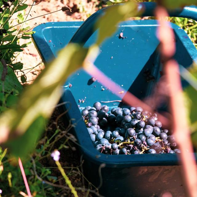 LA VINADIE HARVEST