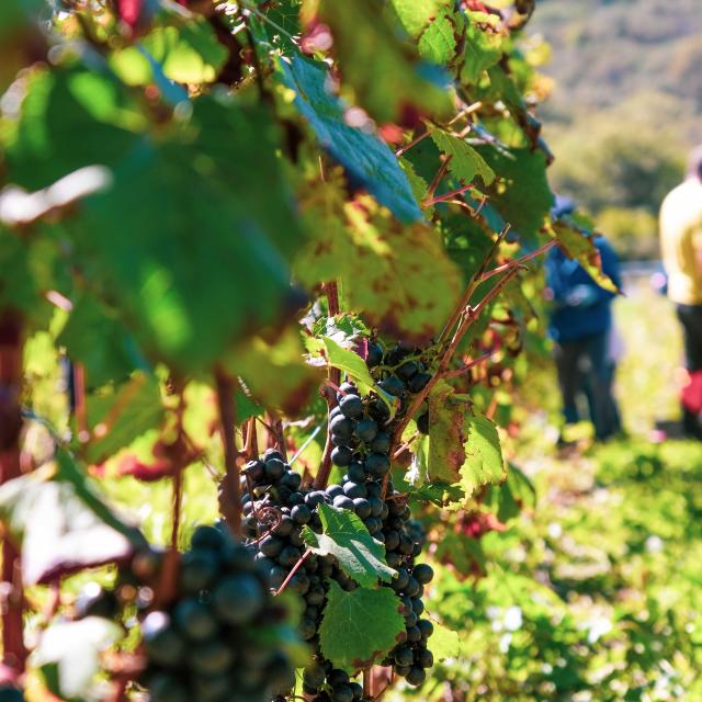 LA VINADIE HARVEST
