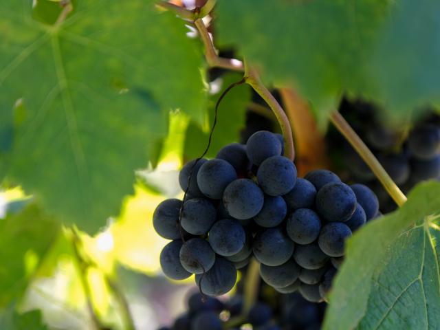 VENDANGES LA VINADIE near Figeac