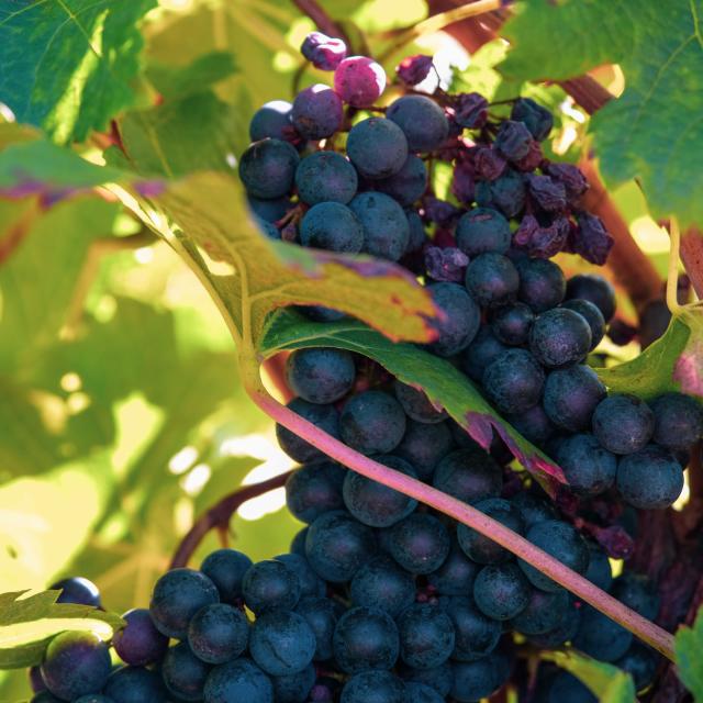 LA VINADIE HARVEST