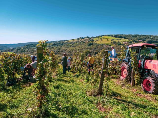 Vendanges sur les côteaux de La Vinadie