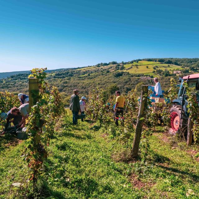 Vendanges sur les côteaux de La Vinadie