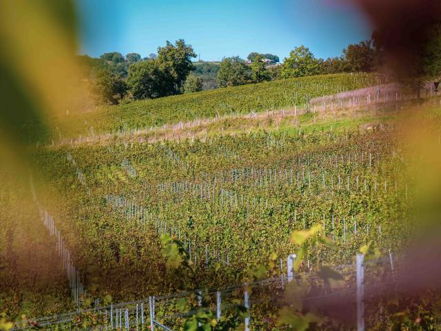 LA VINADIE HARVEST