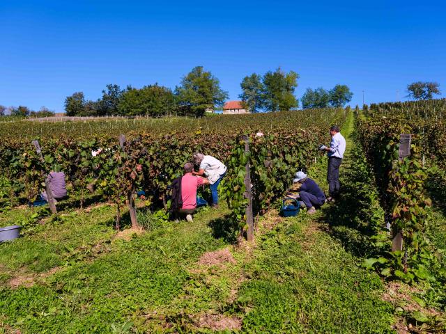 LA VINADIE HARVEST