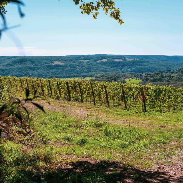 LA VINADIE HARVEST