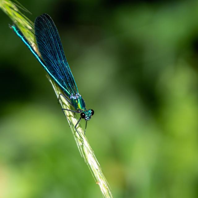 Libélula ©otgf L.berton