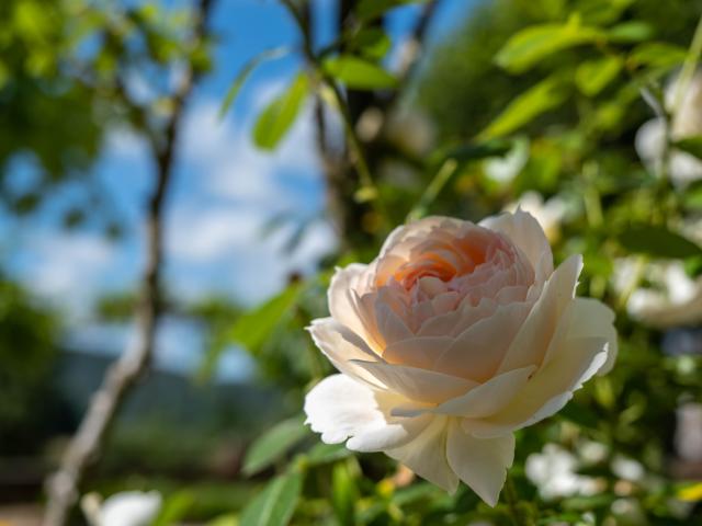 White Rose