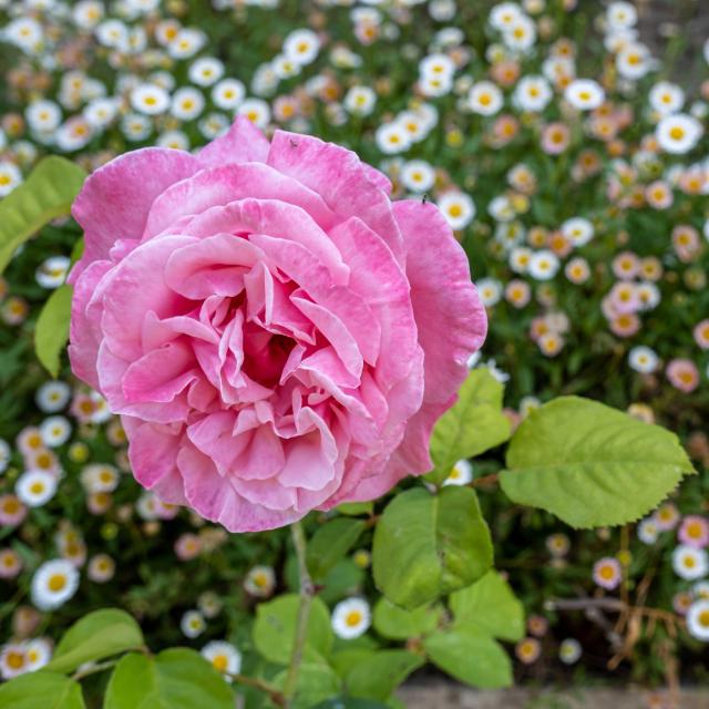 Rose Et Fleurs - Château de Larnagol