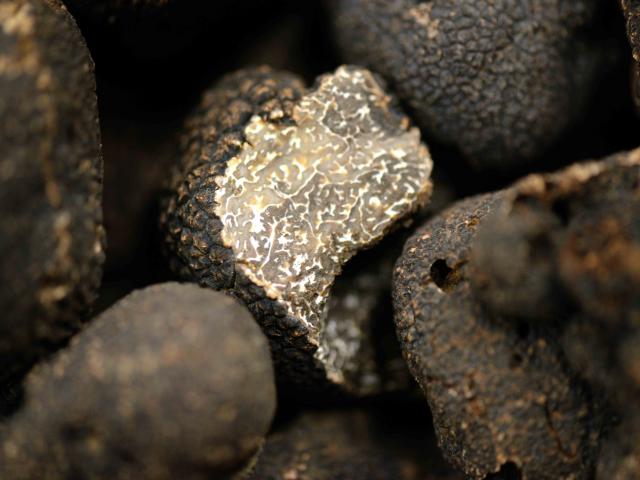 Zoom on a Truffle