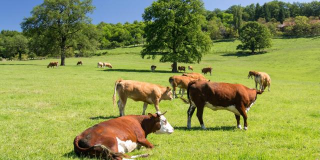 Cows In The Field © Lot Tourisme C. Novello 160606 114001